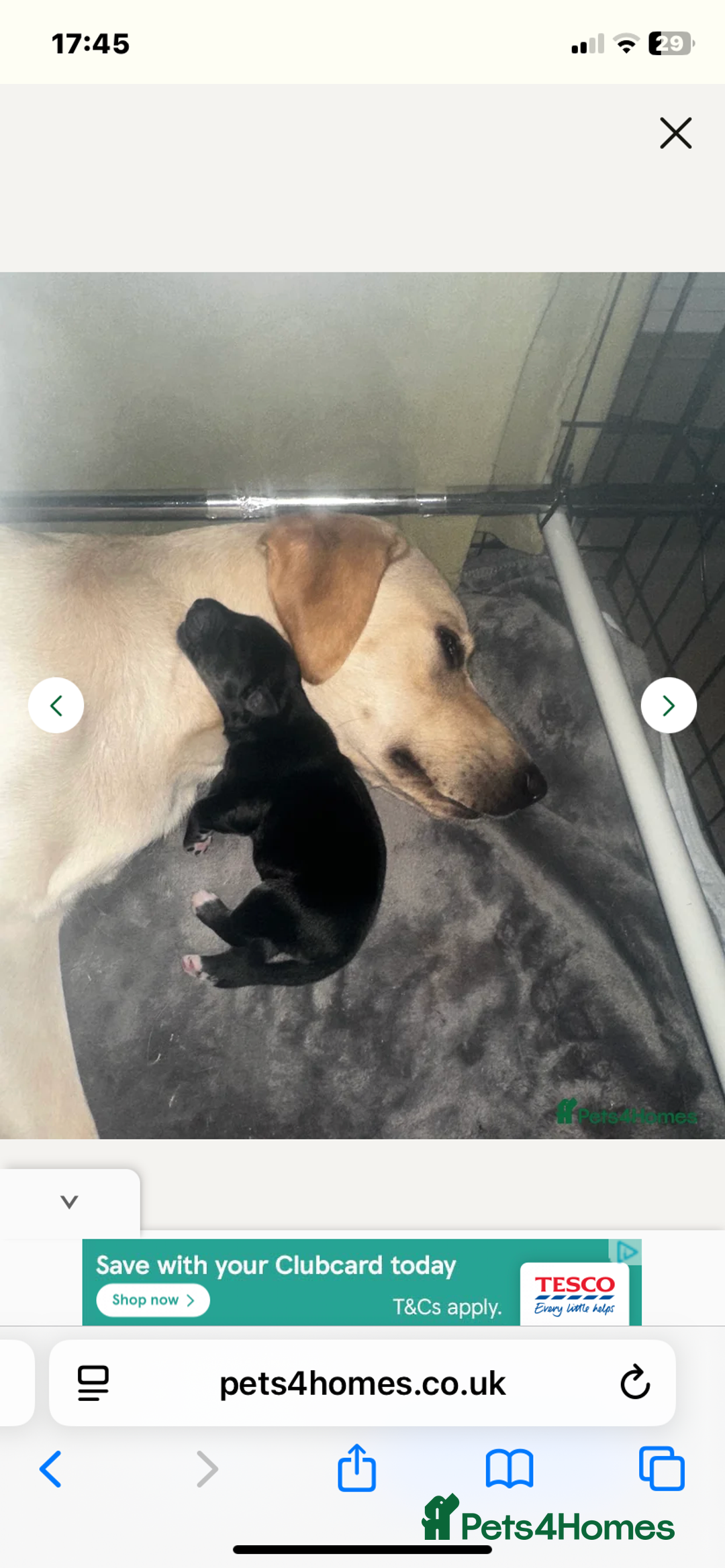 Mixed Breed dogs for sale: Huskador pup - Image 7