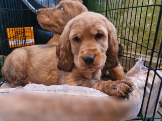 Cocker Spaniel dogs Show Type Cocker Spaniel Puppies - Advert 3
