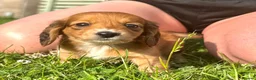 Miniature Dachshund dogs for sale: Red long hair miniature daschund puppies - Advert 7