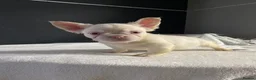 French Bulldog dogs for sale: French Bulldog Floodle/Fluffy/Pink - Advert 11