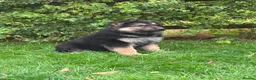 German Shepherd dogs for sale: Pedigree German shepherd puppies  in Ashford - Advert 16