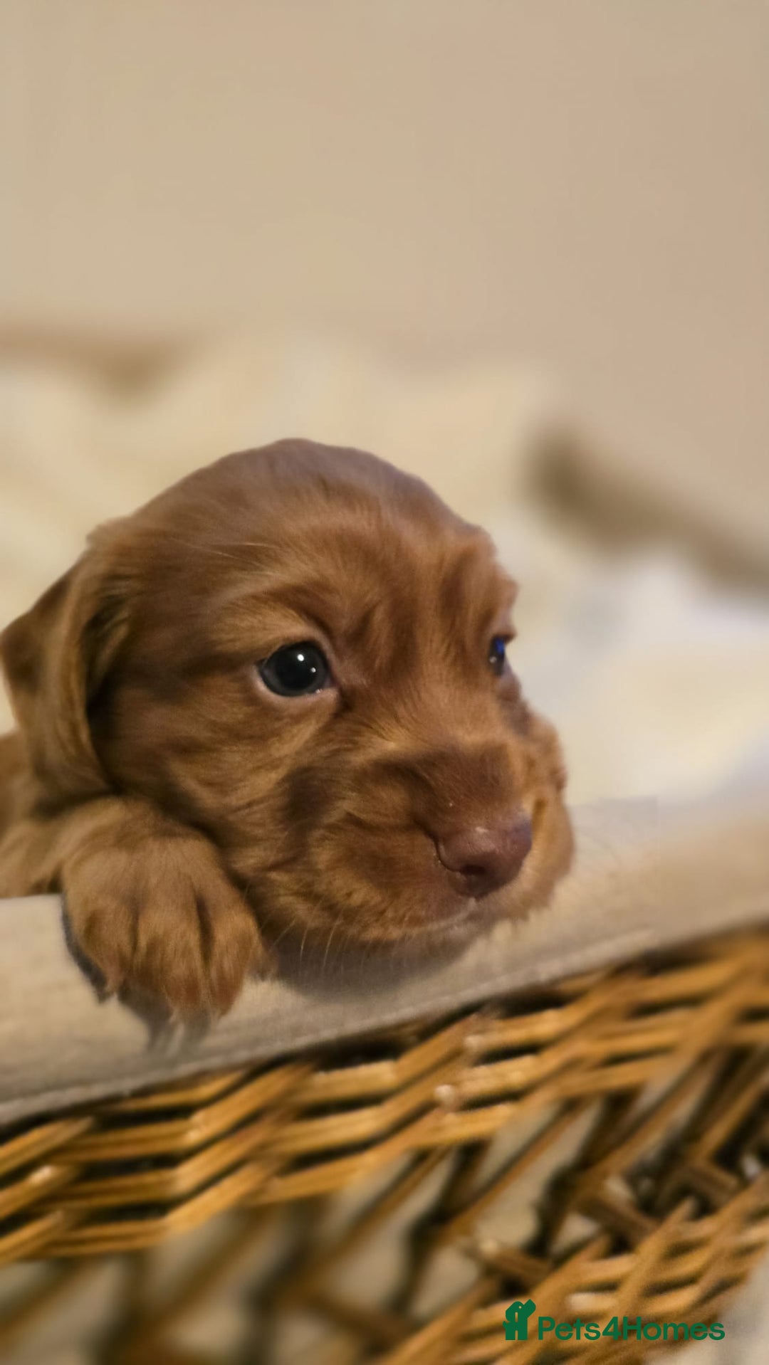 Cocker Spaniel dogs for sale: 3 beautiful working cocker spaniel pups  - Advert 9