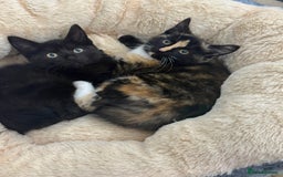 Mixed Breed cats for sale: FAMILY KITTYS  - Image 4
