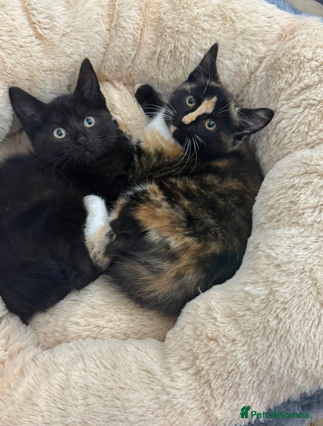 Mixed Breed cats for sale: FAMILY KITTYS  - Image 4