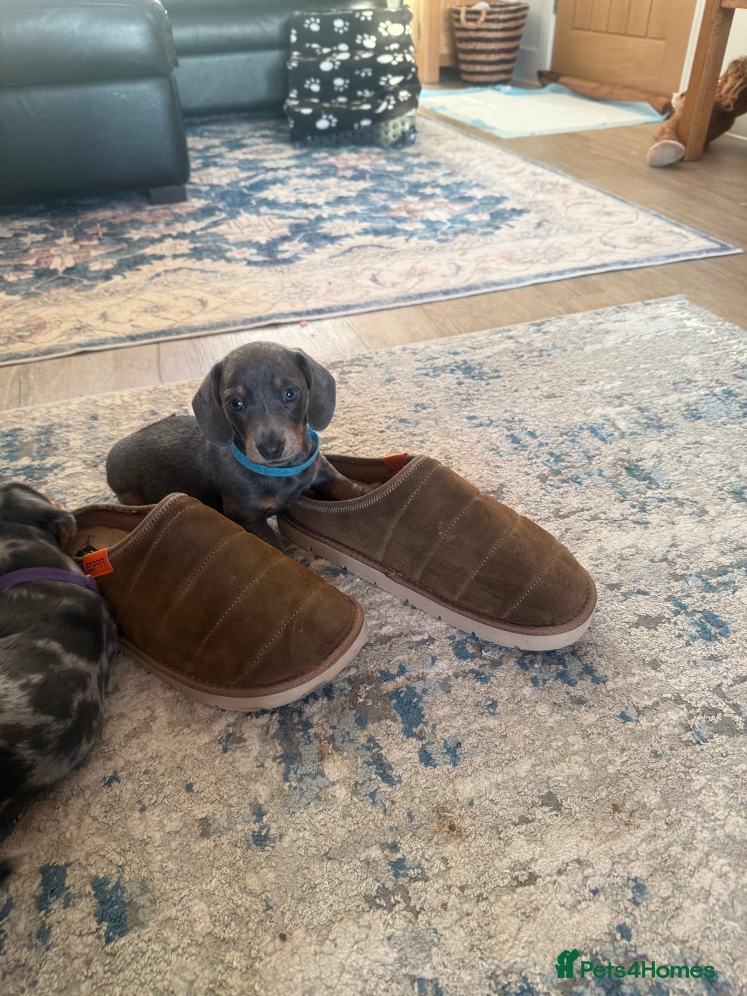 Miniature Dachshund dogs for sale: Miniature Daschund puppies - Advert 19