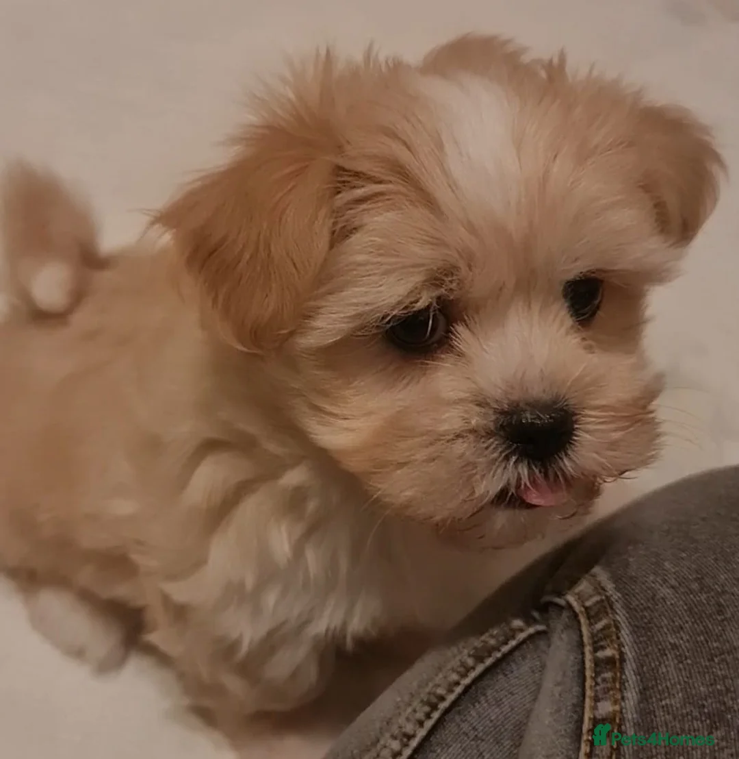 Mixed Breed dogs for sale: Havanese x Maltese Havamalts - Advert 9
