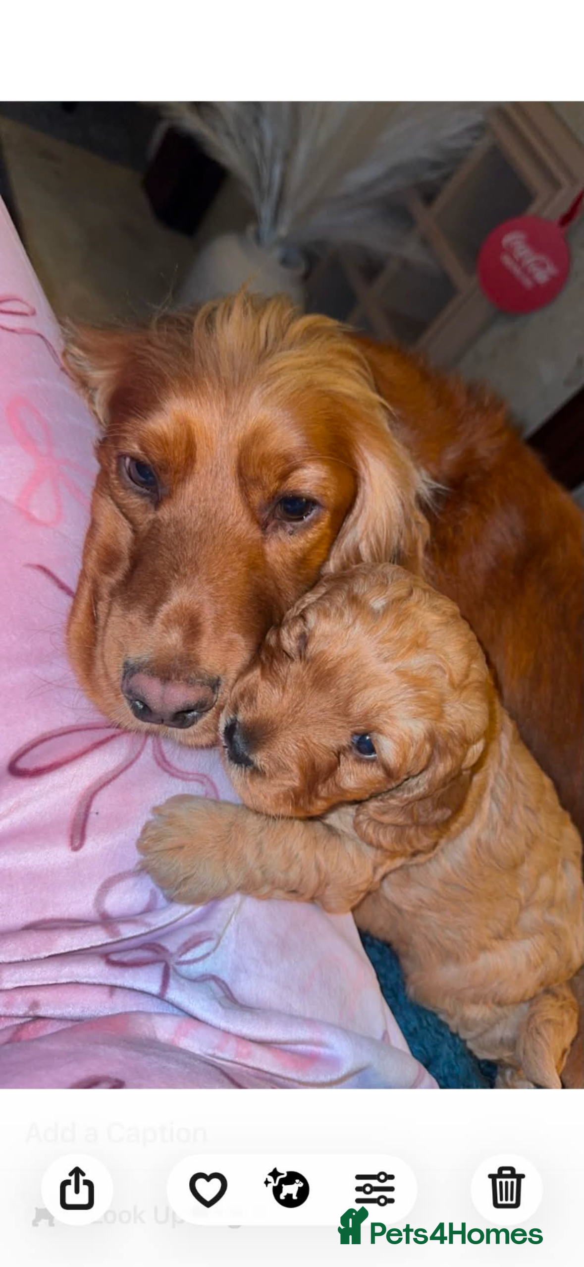 Cockapoo dogs Cockerpoo  - Advert 4