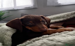 Dachshund dogs for sale: Honey and Mapple  - Image 1