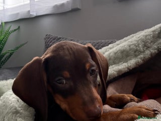 Dachshund dogs for sale - Advert 1