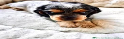 Cocker Spaniel dogs for sale: cocker spaniel puppies for sale in Basingstoke - Advert 7