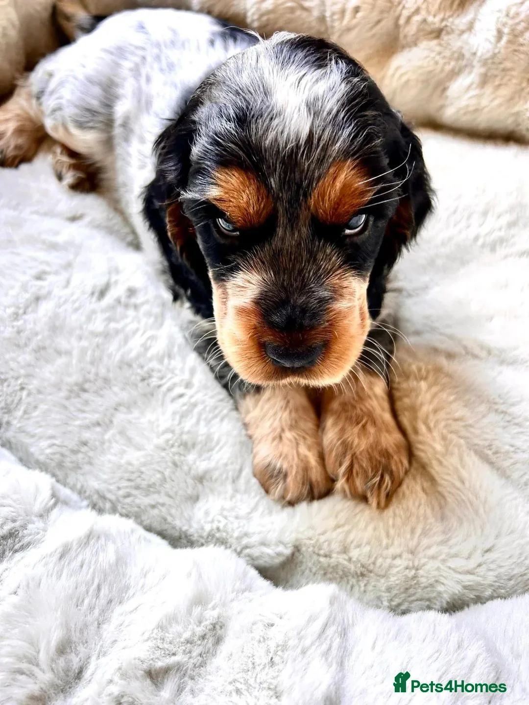 Cocker Spaniel dogs for sale: cocker spaniel puppies for sale in Basingstoke - Advert 7