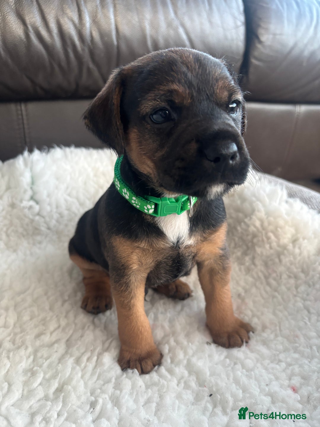 Mixed Breed dogs for sale: BorderJack Puppies - Advert 6
