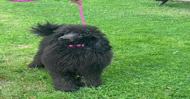 Standard Poodle dogs - Advert 14