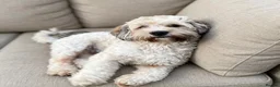 Maltipoo dogs for stud: 🌟HEALTH TESTED MED/SMALL BREED STUD DOGS  🌟 - Advert 3