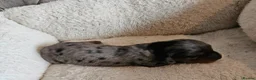 Miniature Dachshund dogs for sale: 3 beautiful longhaired dapple dachshund - Advert 8