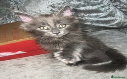 Maine Coon cats for sale: Adorable Maine coons!!! - Image 1
