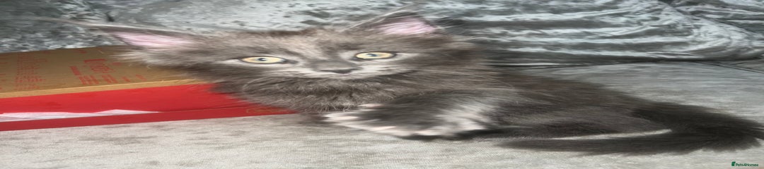 Grey one