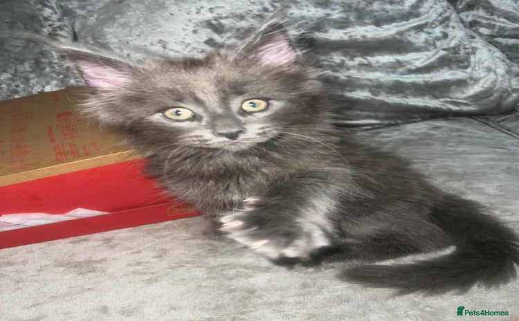 Maine Coon cats - Advert 2