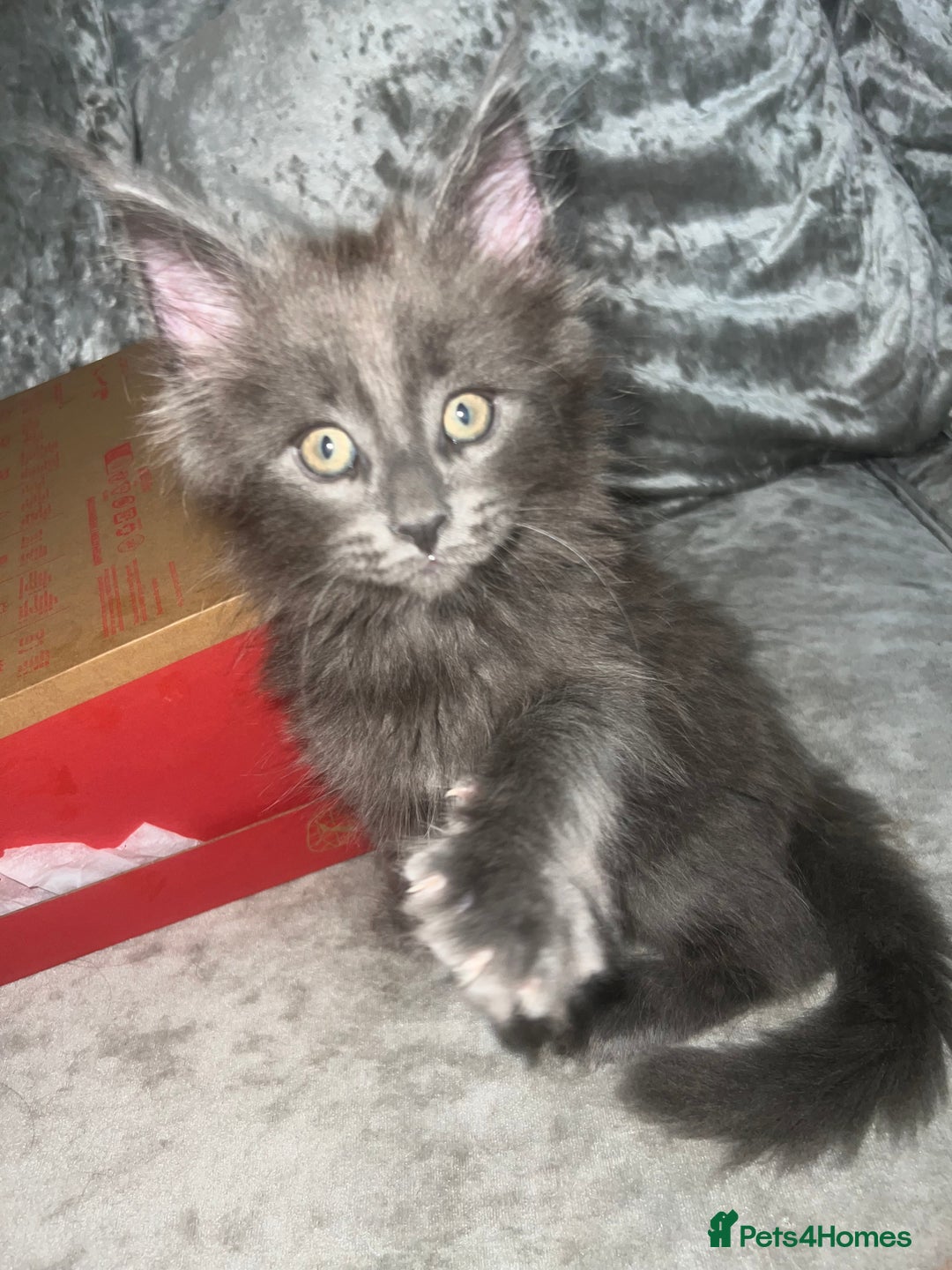 Maine Coon cats for sale: Adorable Maine coons!!! - Image 1