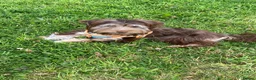 Yorkshire Terrier dogs for sale: Yorkshire terrier boys - Advert 5