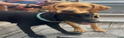 Labrador Retriever dogs for sale: Superb pedigree KC reg Labrador Retriever Puppies - Advert 19