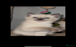 Mixed Breed cats for sale: Ragdoll x BSH male kitten - Image 1