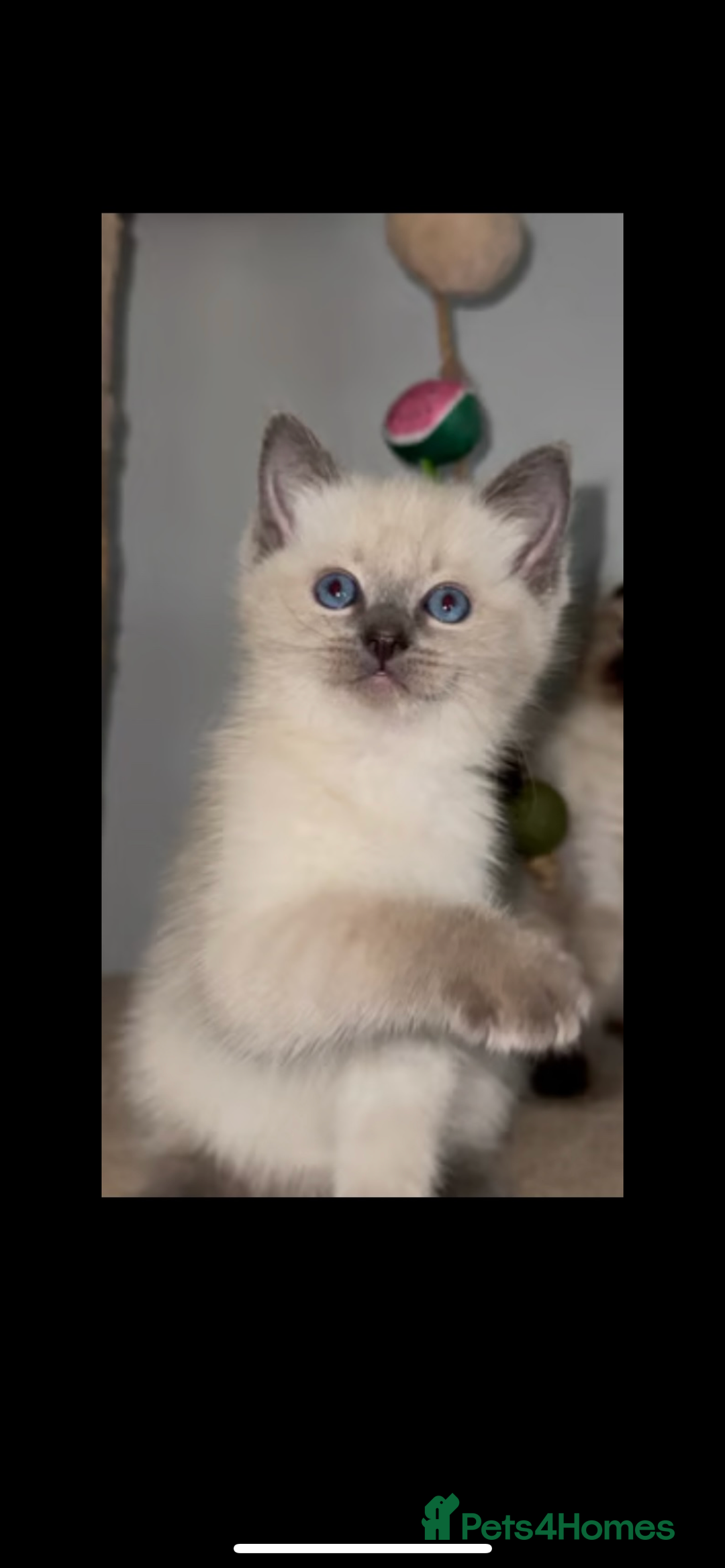 Mixed Breed cats for sale: Ragdoll x BSH male kitten - Image 1