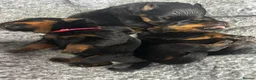 Rottweiler dogs for sale: Rottweilers kc reg fully hereditary tested - Advert 4