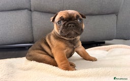 French Bulldog dogs for sale: 4 lovely French Bulldog puppies for sale . - Image 16
