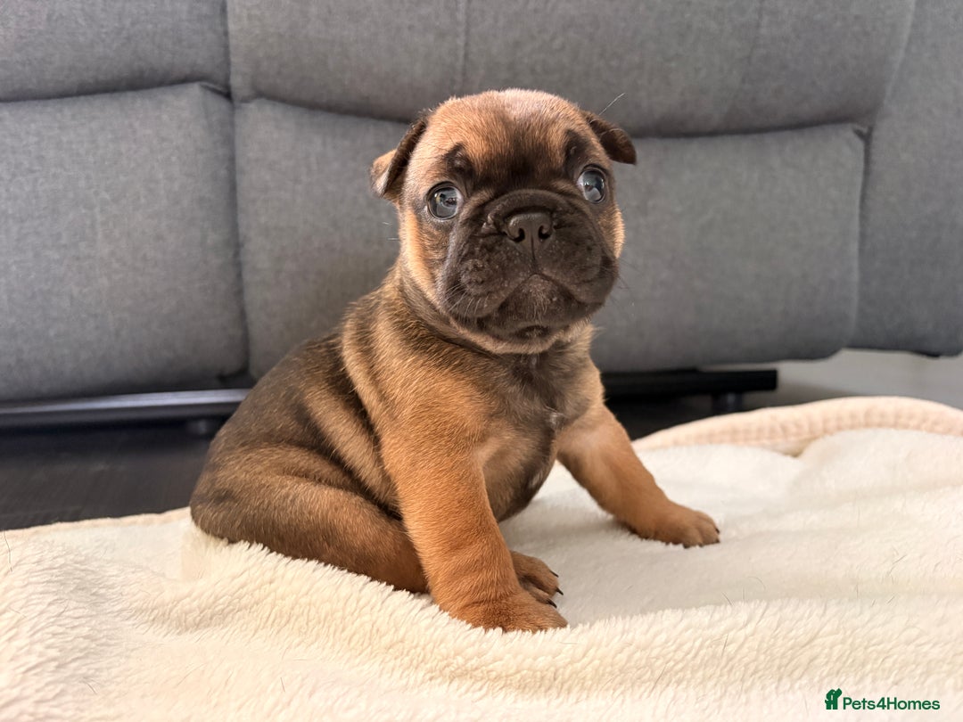 French Bulldog dogs for sale: 4 lovely French Bulldog puppies for sale . - Image 16