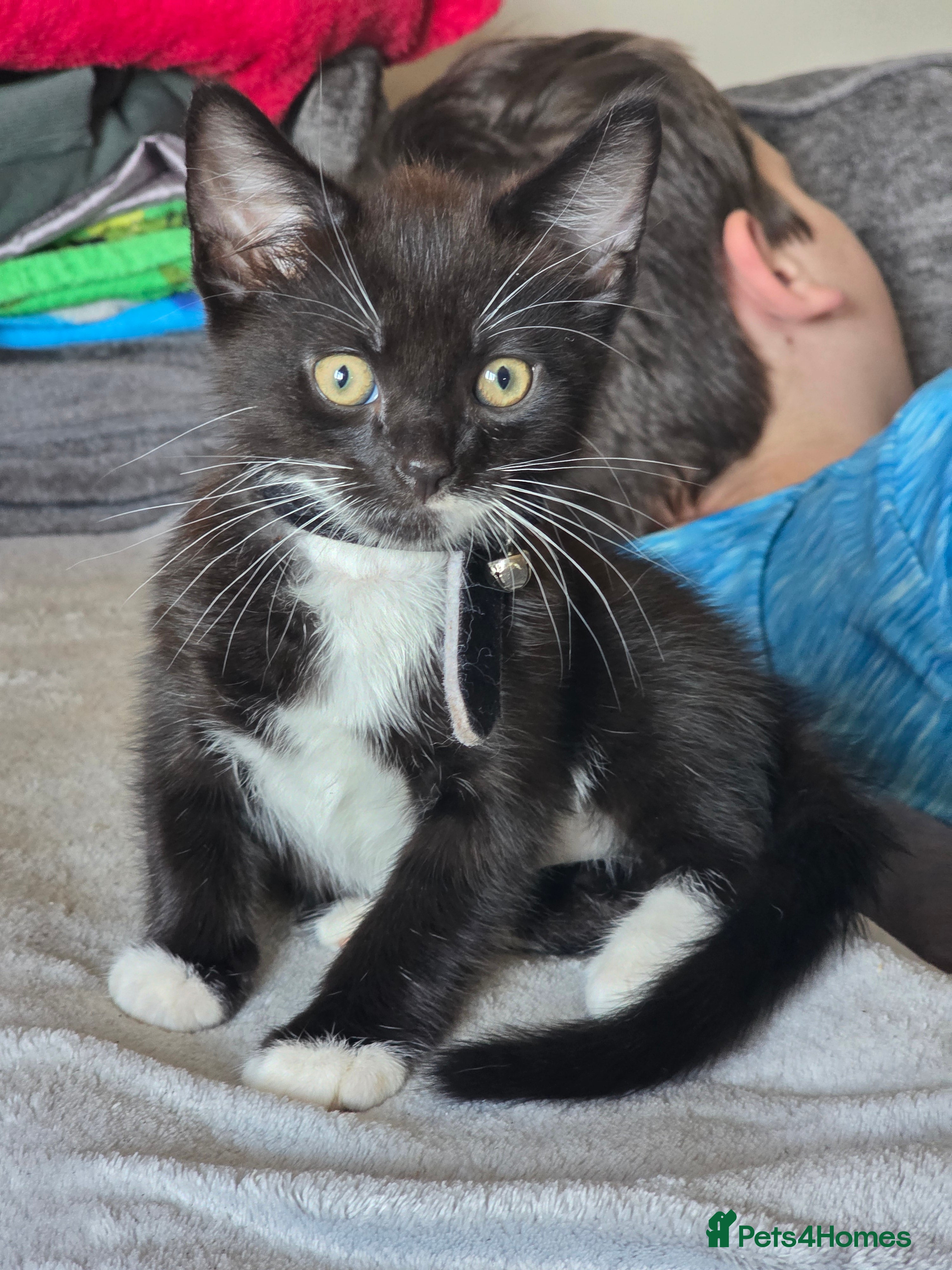 Mixed Breed cats Mixed Breed Kittens READY NOW - Advert 2