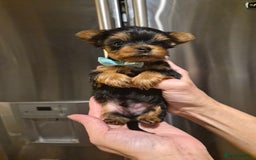 Yorkshire Terrier dogs for sale: 💝Beautiful Miniature Babies from 250g💝 - Image 11