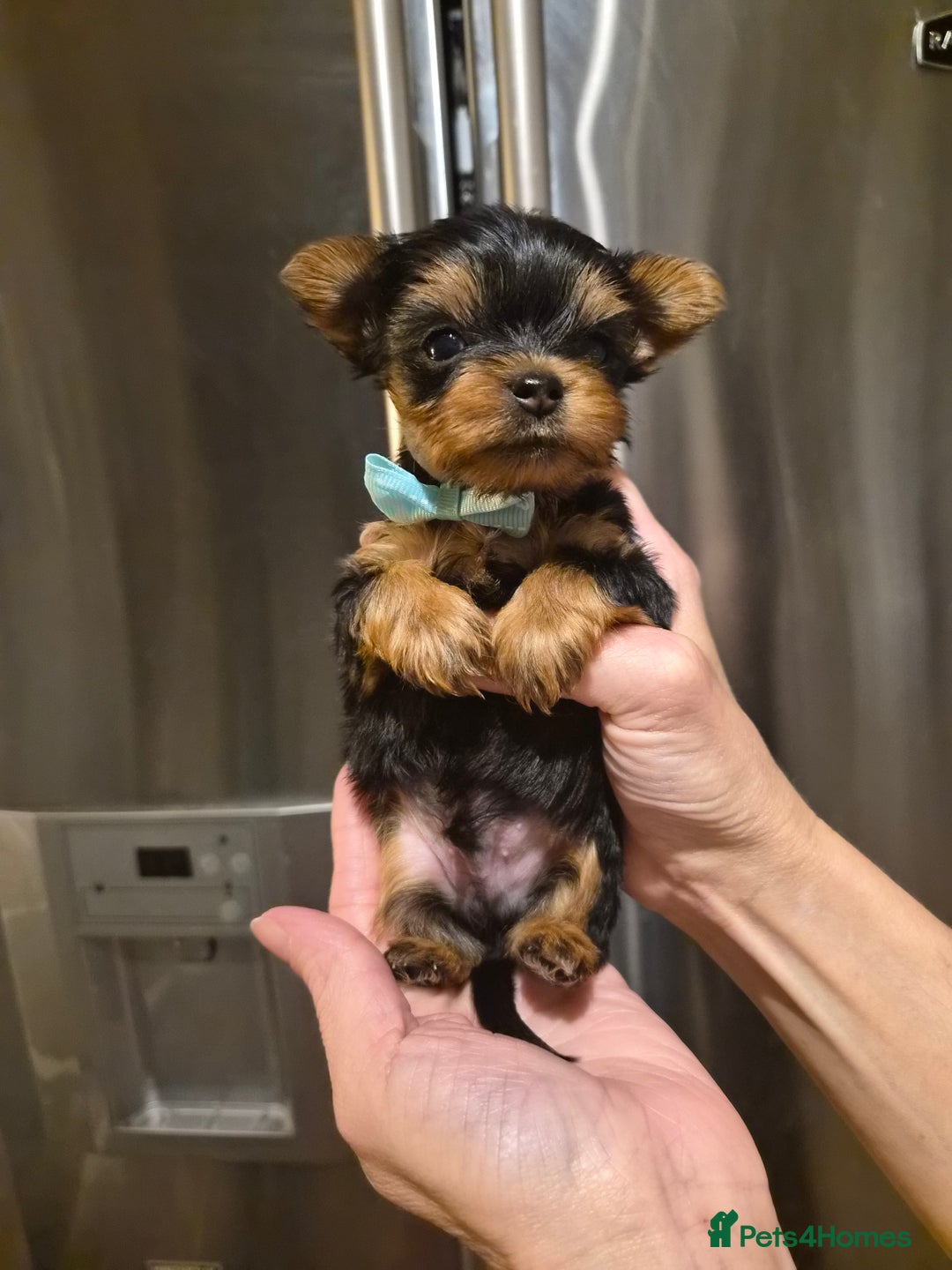 Yorkshire Terrier dogs for sale: 💝Beautiful Miniature Babies from 250g💝 - Image 11
