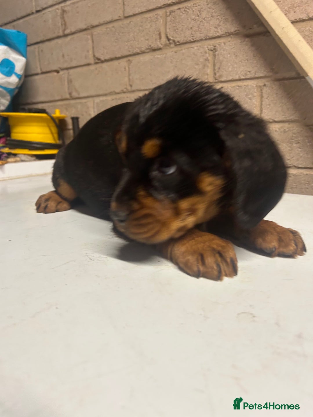 Mixed Breed dogs for sale: Cocker spaniel/Rottweiler  - Advert 6