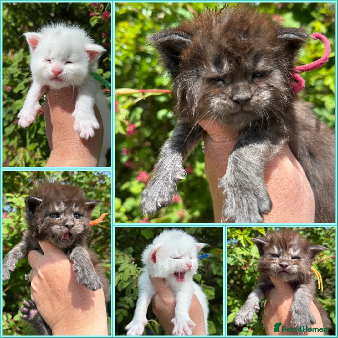 Maine Coon cats for sale: Anderpride kittens have arrived 📣.  - Advert 1