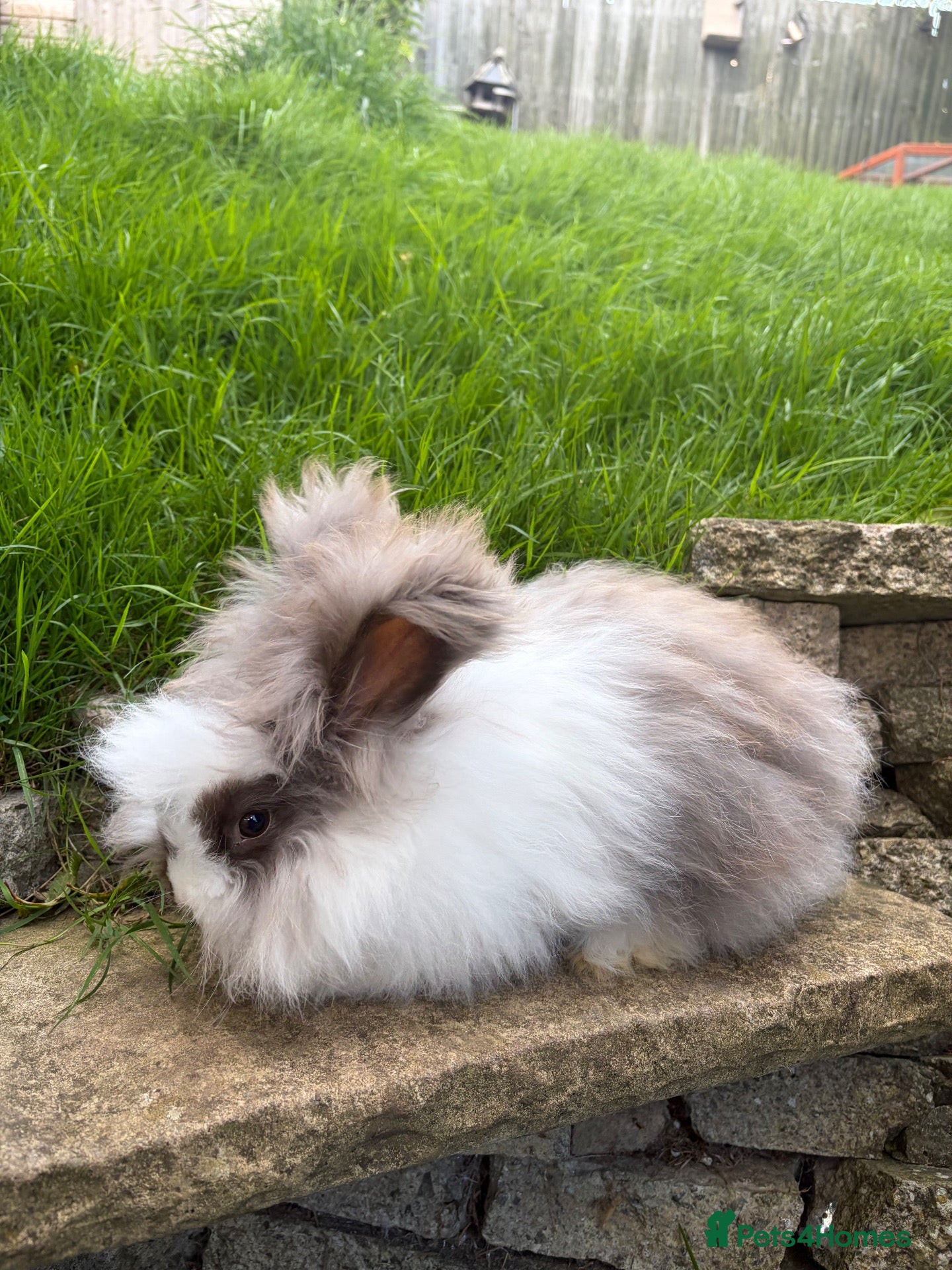 Angora rabbits English Angora 1 broken choc boy remaining  - Advert 2