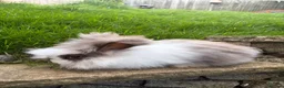Angora rabbits for sale: English Angora 1 broken choc boy remaining  - Advert 4