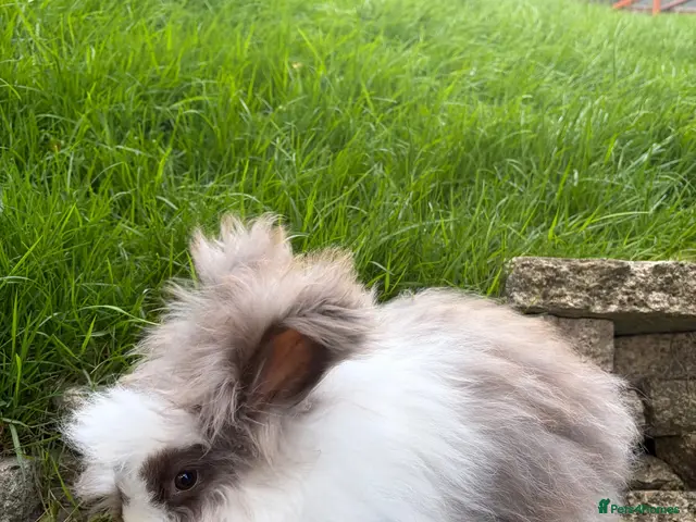 Angora rabbits for sale: English Angora 1 broken choc boy remaining - Advert 2