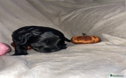 Cockapoo dogs for sale: Cockapoo  - Image 18