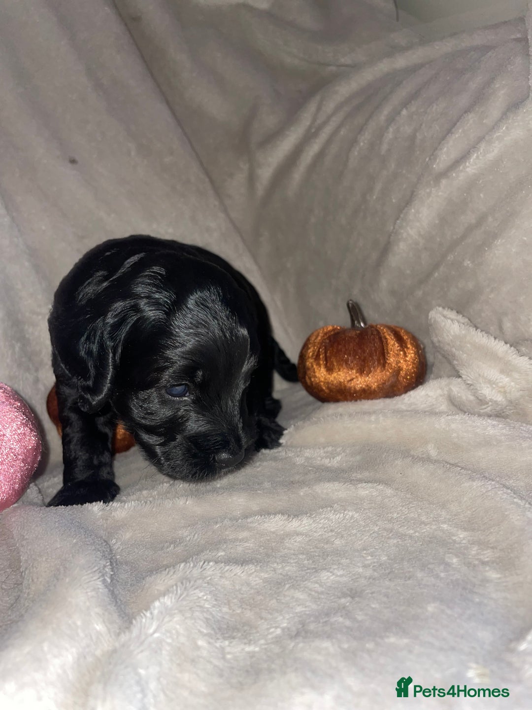 Cockapoo dogs for sale: Cockapoo  - Image 18