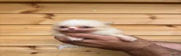Pomeranian dogs for sale: TINY🏆 Merle & cream Pomeranian 🐾puppy’s   - Advert 7