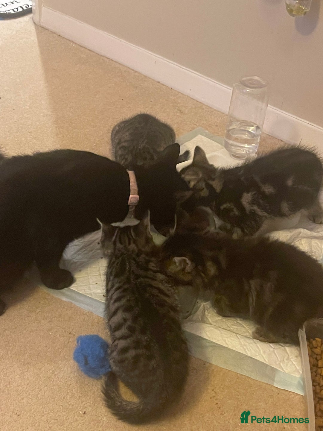 Mixed Breed cats for sale: 5 Kitties  - Image 13