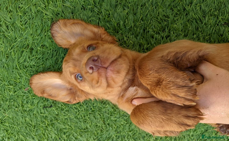 Cocker Spaniel dogs - Advert 16