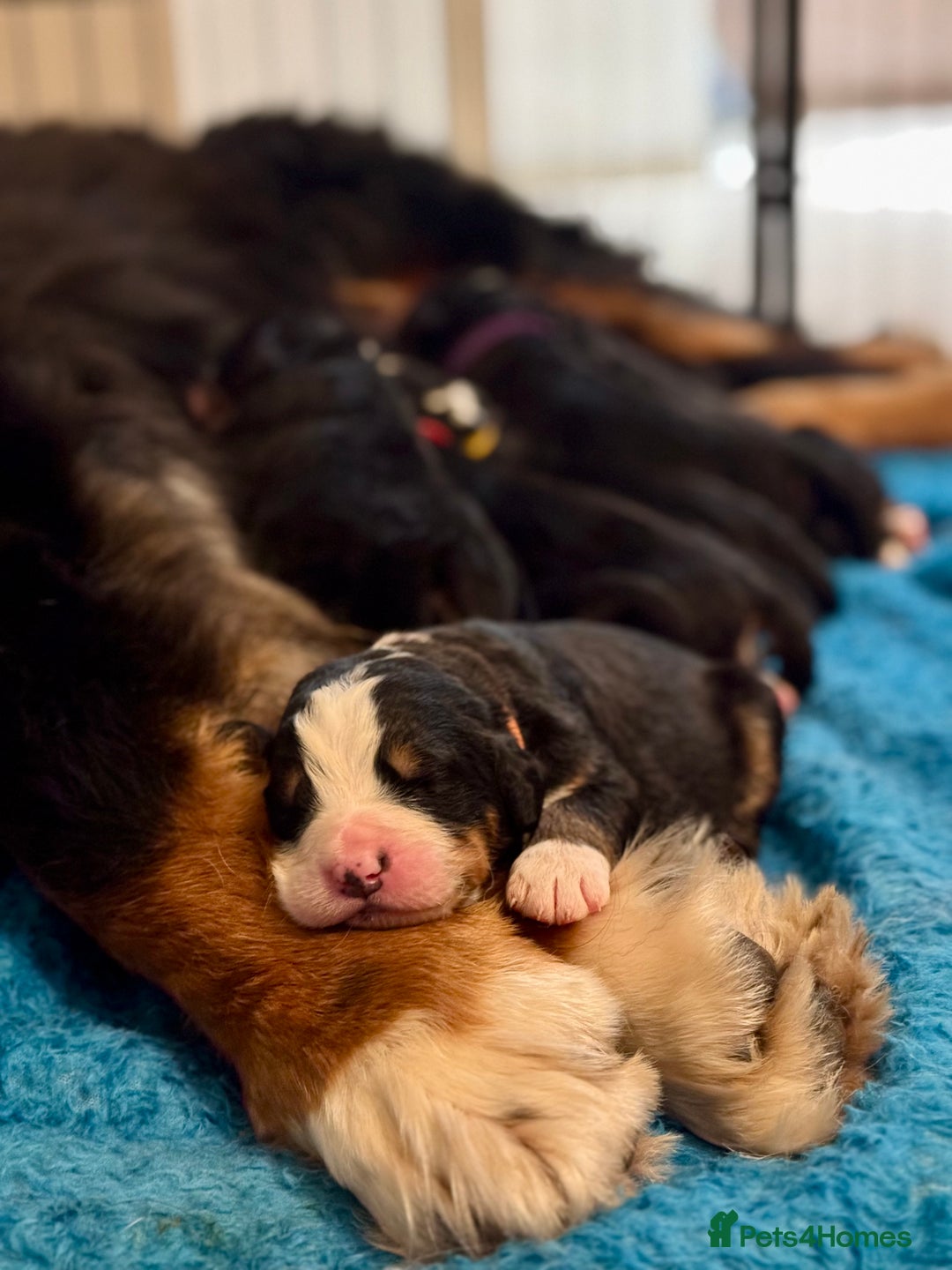 Bernese Mountain Dog dogs for sale: KC Registered Bernese Mountain Dog Puppies - Advert 3