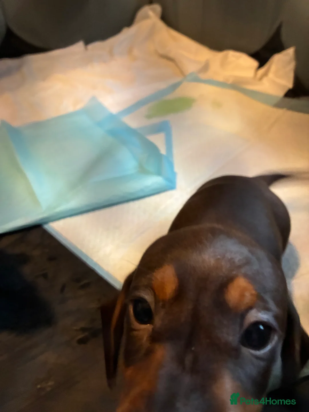 Dachshund dogs for sale: Miniature Dachshund  - Advert 2