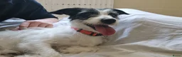 Mixed Breed dogs for adoption: Scamp - Advert 4