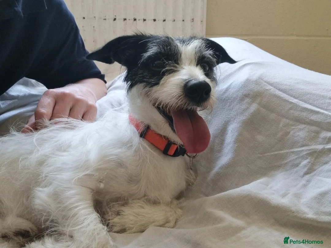 Mixed Breed dogs for adoption: Scamp - Advert 4