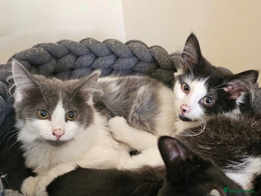 Mixed Breed cats Bonded Rescue Kittens Looking for a Forever Home - Advert 7