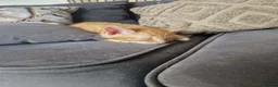 Domestic Shorthair cats for sale: Kittens for sale  - Advert 3