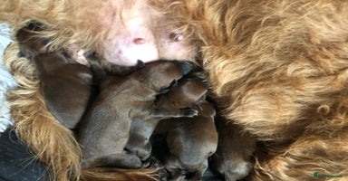 Irish Terrier dogs 5 Irish Terrier pups born 14 November! - Advert 13